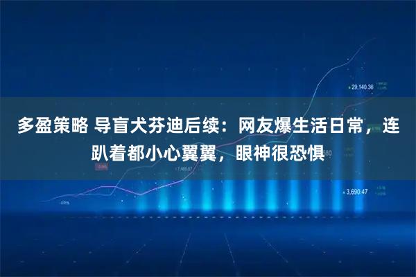 多盈策略 导盲犬芬迪后续：网友爆生活日常，连趴着都小心翼翼，眼神很恐惧